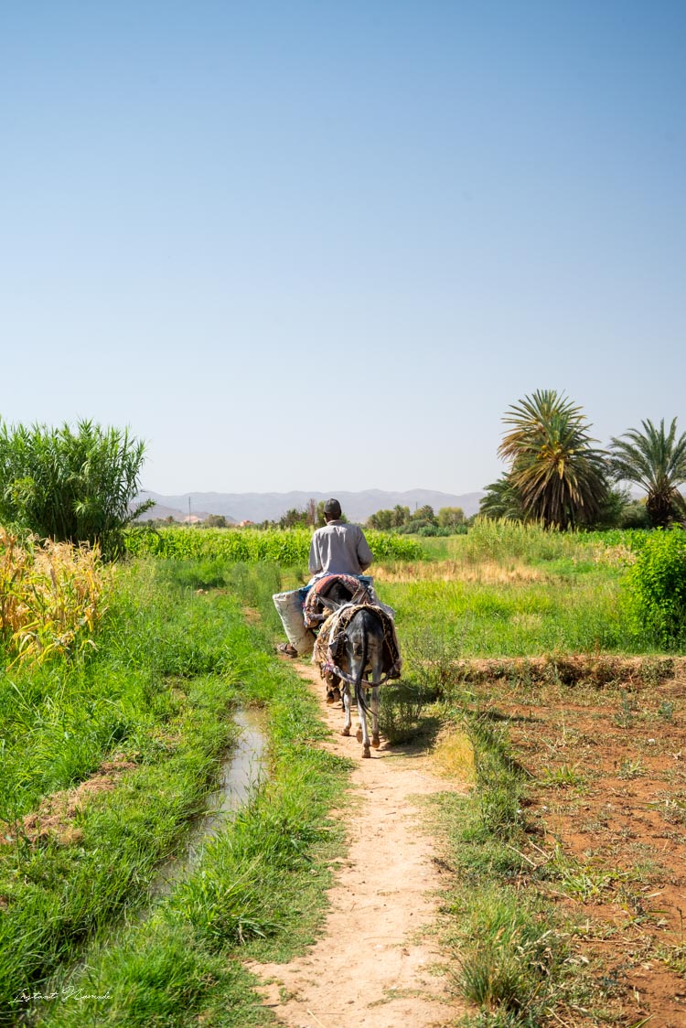 marocain palmeraie tinghir